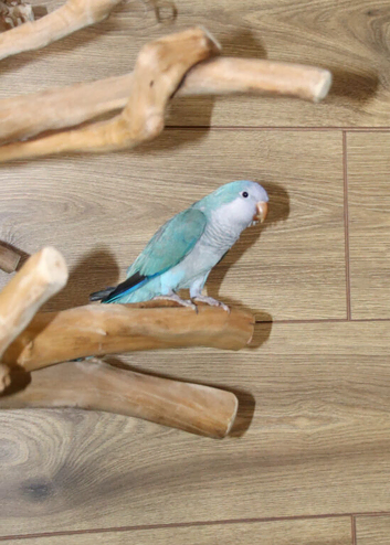 Baby Blue Quaker parrots available.19