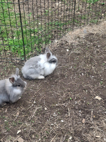 Beautiful Mini Lion lops 2 girls left