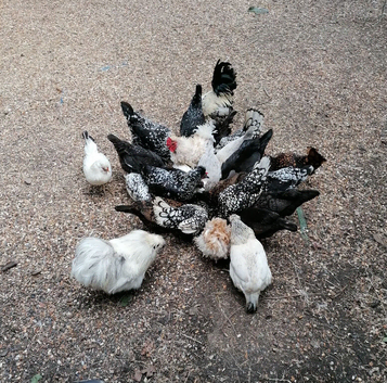 Young cockerals