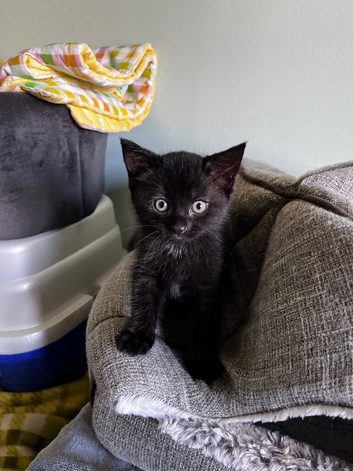 Beautiful kittens, forever homes wanted.