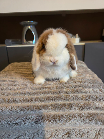 Stunning pure bred minilop