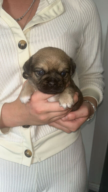 Jack shu puppies