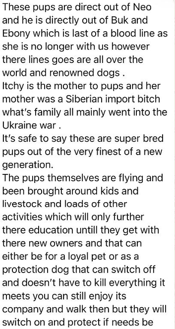 Belgian Malinois puppy&rsquo;s