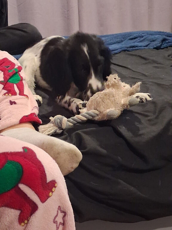 16 week old puppy