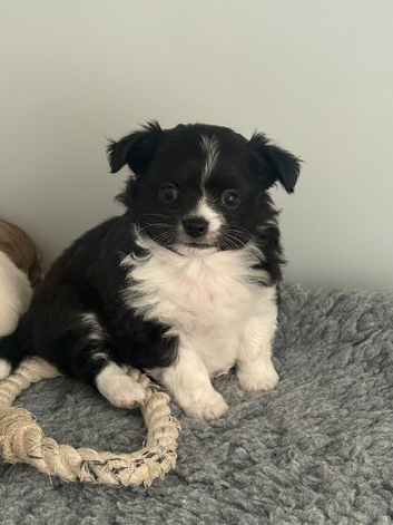 Beautiful chihuahua pups