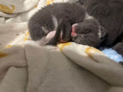 Siamese x kittens