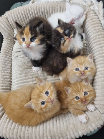 Kittens for sale