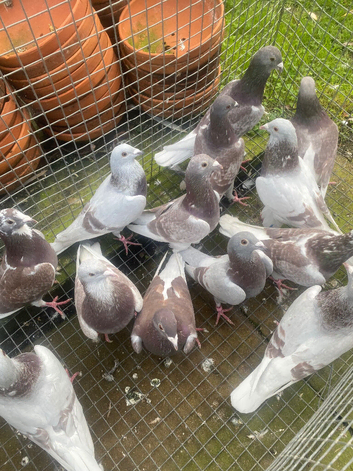 Bricoux pigeons