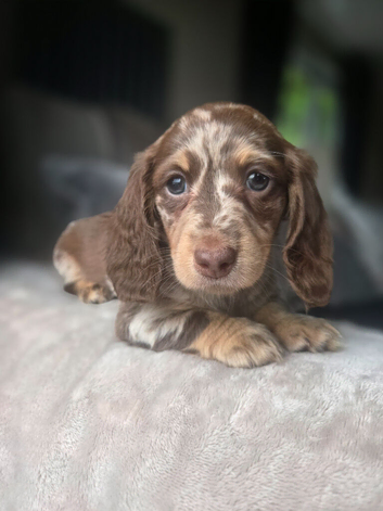 Miniature dachshund puppies