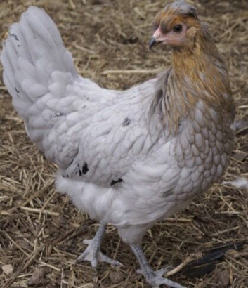 POINT OF LAY HENS. BLUE EGGERS, OLIVE EGGERS, RAINBOW EGGERS AND MORE!