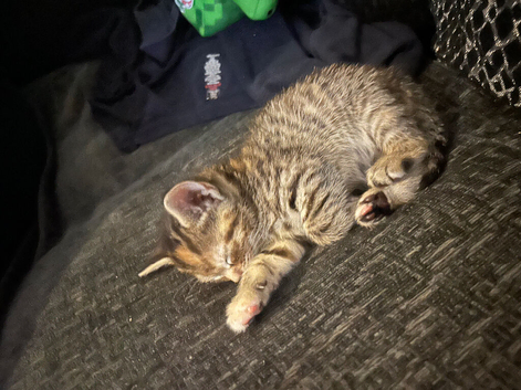 Tabby kitten stunning