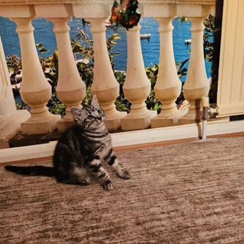 Adorable British Shorthair Kittens TICA registered
