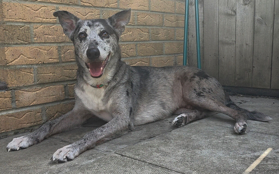 5yr old Lurcher cross for rehoming