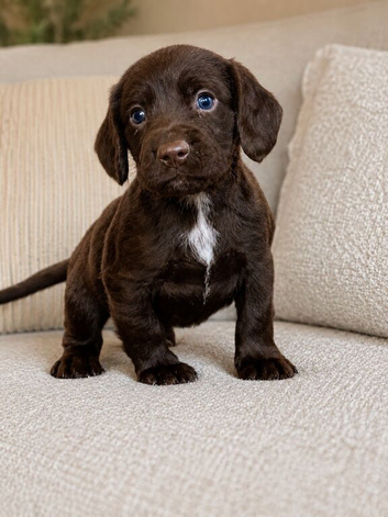 Working Cocker spaniel puppy&rsquo;s