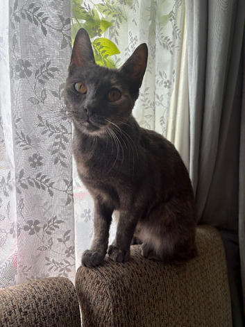 Female calico cat
