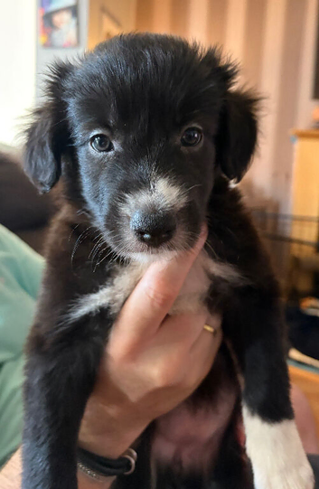 Bearded collie cross border collie pups