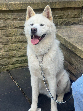 Japanese Akita- Read Description