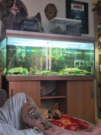 Large 5ft established aquarium