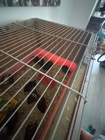 Coturnix quail