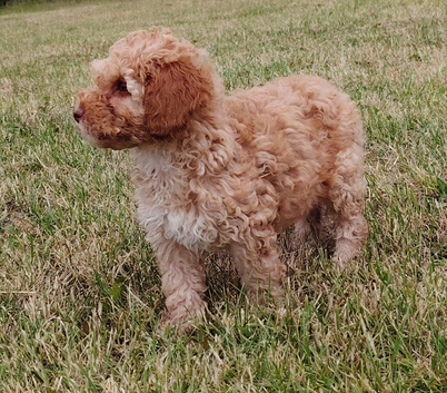 Rare double curly coat sprockerpoo puppies