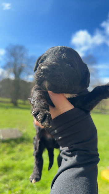Sprocker puppies ready now