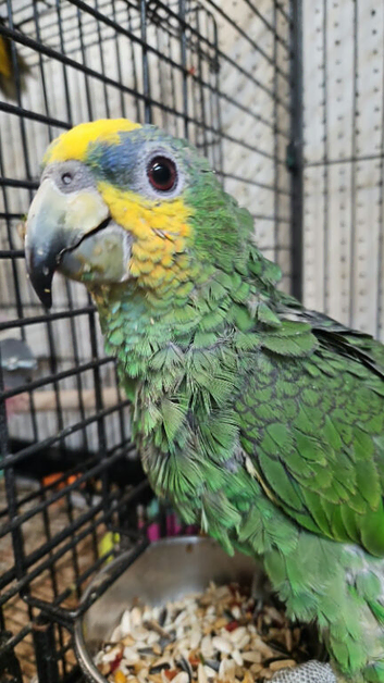 Hand Reared Baby Amazon Parrots