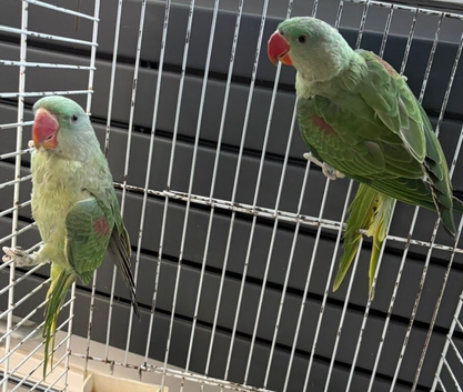 SEMI TAME AND TALKING BABY ALEXANDRINE PARROTS