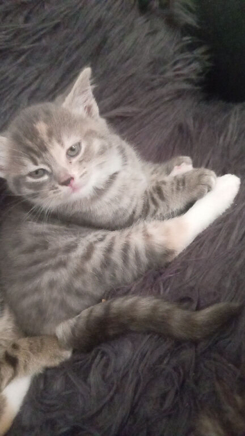 Kittens