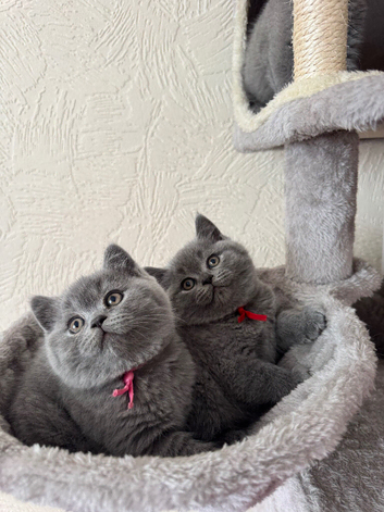 GCCF Active Registered Britsh Shorthair kittens