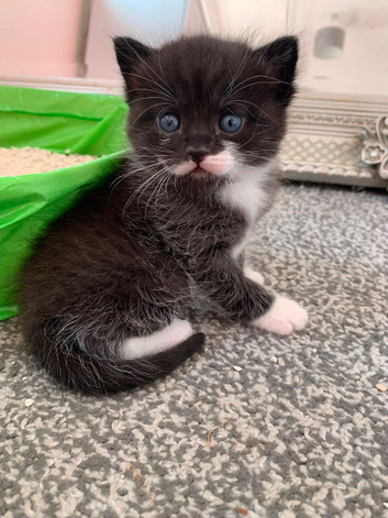 Beautiful black & white kittens