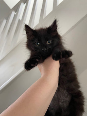Tabby & Long Haired Kittens