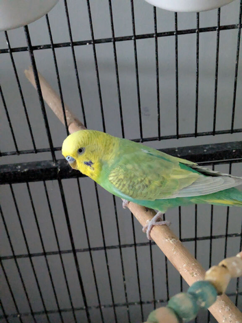 Male budgie