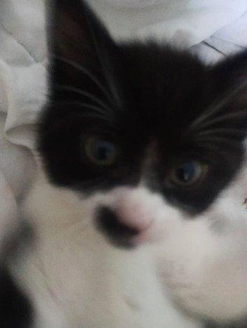 kittens for sale