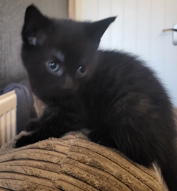 Boy kitten ready now