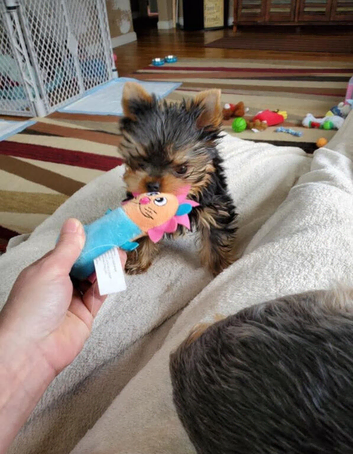 Yorkshire terrier girl puppy