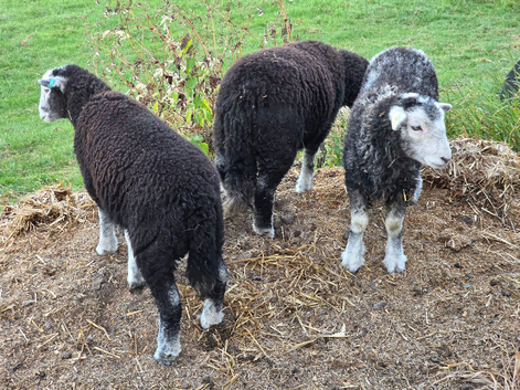 Herdwick Ewe Gimmer Lambs