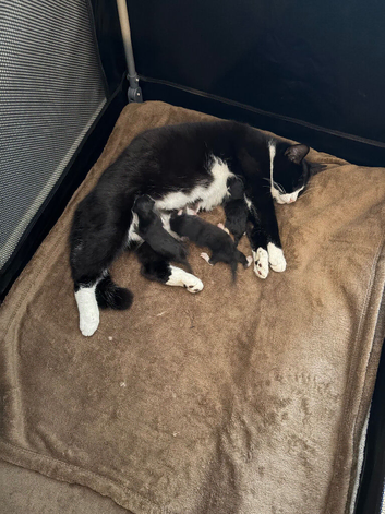 2 kittens for sale to loving home