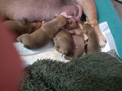 English Bulldog puppys