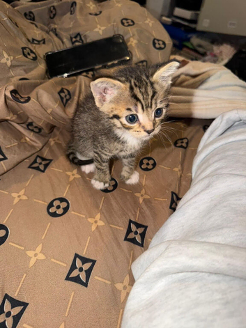 Mixed breed bengal