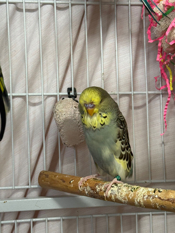 French moult budgies
