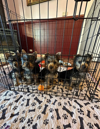 Yorkshire terrier puppies