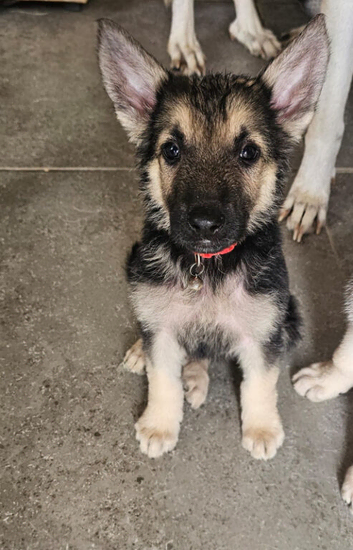 One black and Sable boy left