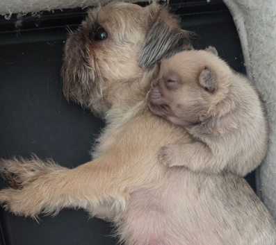 Shih tzu x pom
