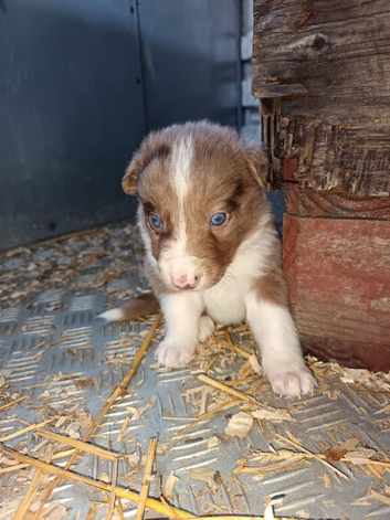 Last 1 ready soon border collie puppies