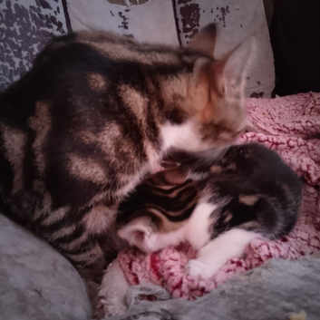 3 beautiful kittens
