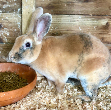 Gorgeous mini Rex Buck (Boy)