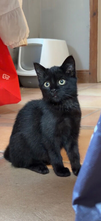 A cute kitten is looking for a home