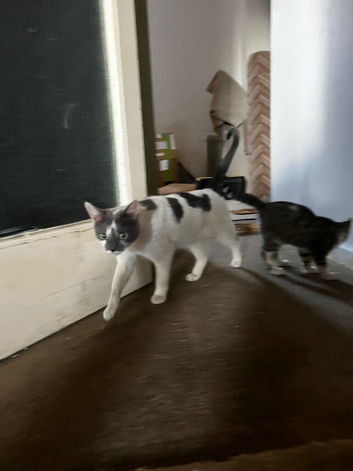 Part bengal