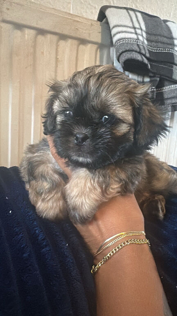 1 girl shihpoo