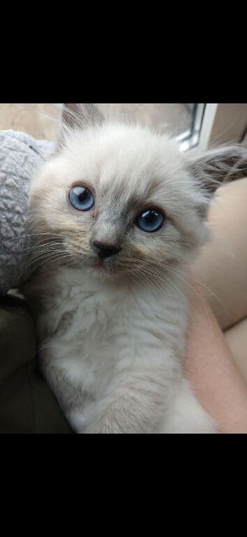 Ready for homes 10 weeks old